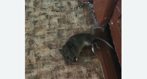 Дезинфекция от мышей в Сокольниках города Москвы