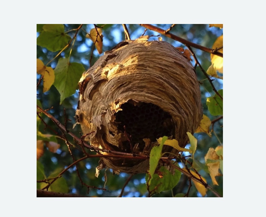 Обработка от шершней в Сокольниках города Москвы