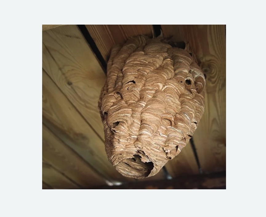 обработка от шершней в Сокольниках города Москвы