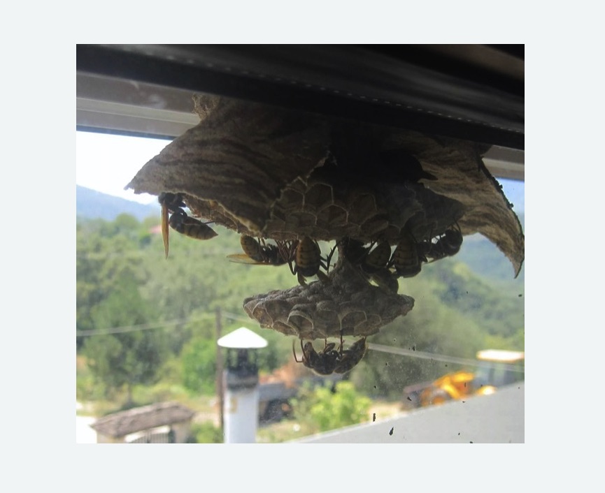 Уничтожение гнёзд шершней в Сокольниках города Москвы